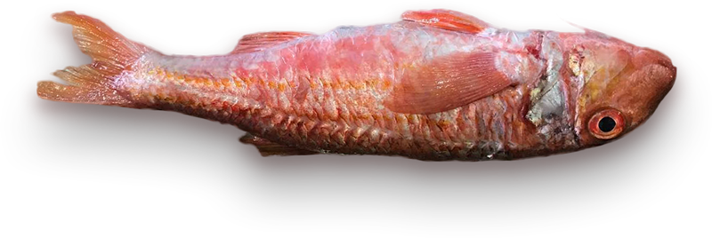 pescado