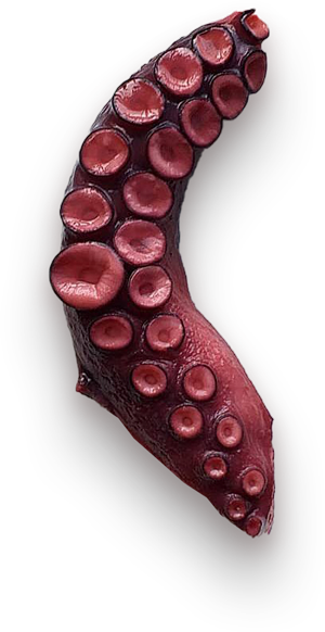 pulpo