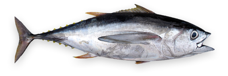 atun